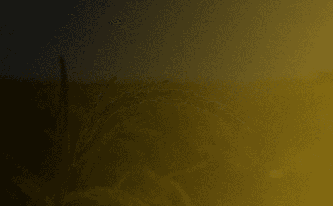 DMEP (ERP System) background